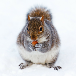 nuts-2